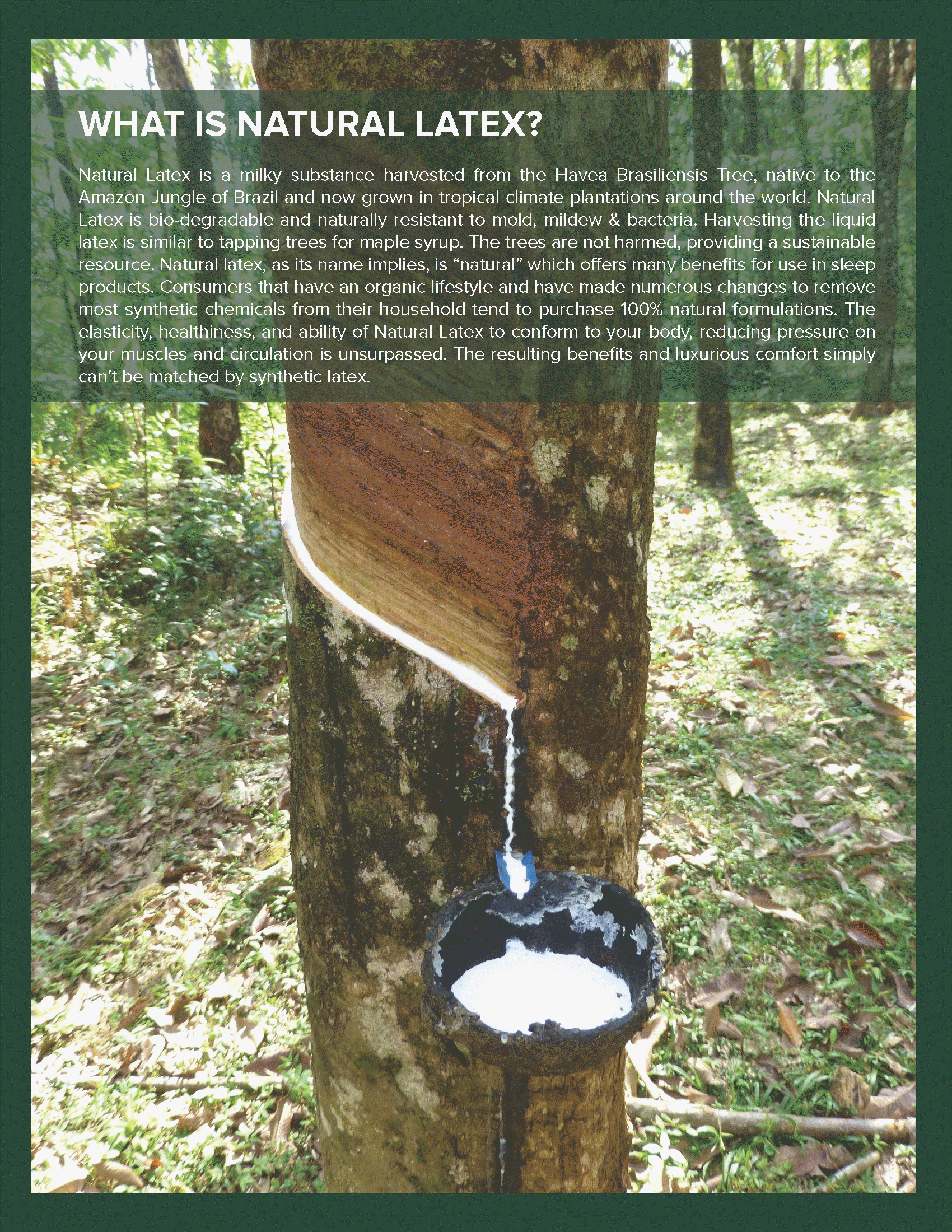 Carlsbad adjustable hospital bed mattresses